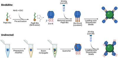 Oriented display of HIV-1 Env trimers by a novel coupling strategy enhances B cell activation and phagocytosis